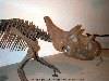 Un squelette d'Avaceratops