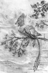 Microraptor, dinosaure � plumes