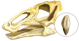 La dentition des dinosaures Hadrosaures se perfectionne au Crtac, devenant extrmement efficace dans le broyage des vgtaux