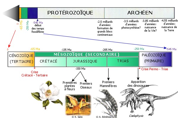 Echelle des temps gologiques et principaux vnements biologiques au cours de lre Msozoque