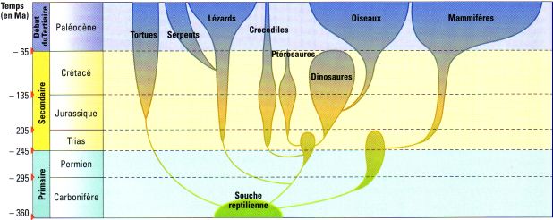 Evolution des Amniotes