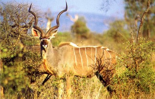 Le grand koudou: Tragelaphus strepsiceros