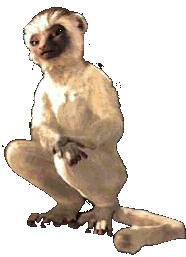 des dixaines de milliers de poils ont été modélisés pour chaque lémurien