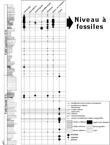 Log stratigraphique et position des fossiles