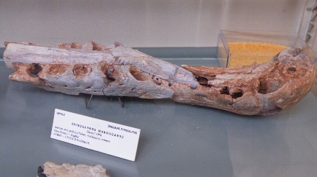 Spinosaurus maroccanus