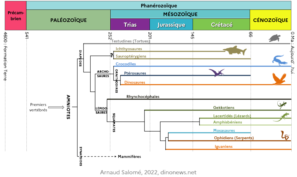 Chronologie simplifie des diapsides