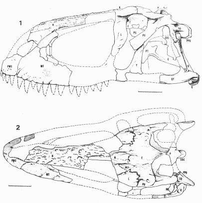 Abelisaurus: crne