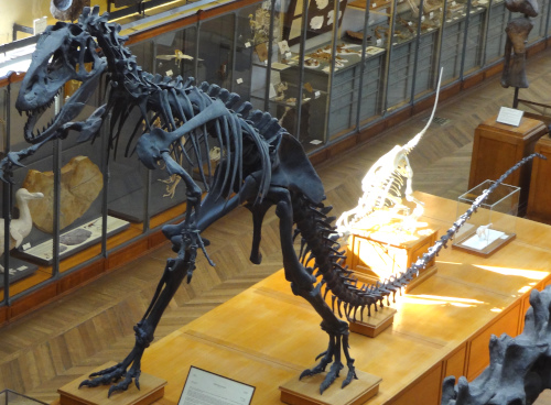 Allosaurus au MNHN (Paris)