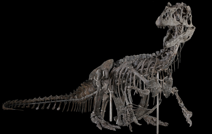 Allosaurus USNM V 4734