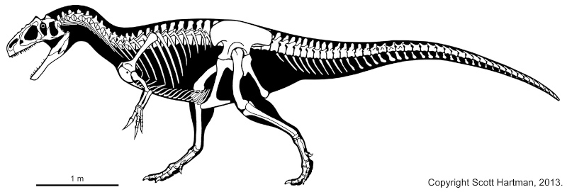 Squelette d'Allosaurus, selon Scott Hartman