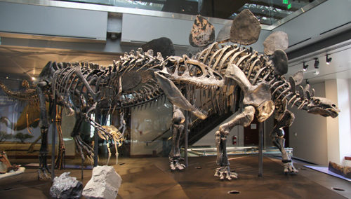 Allosaurus au Natural History Museum of Los Angeles