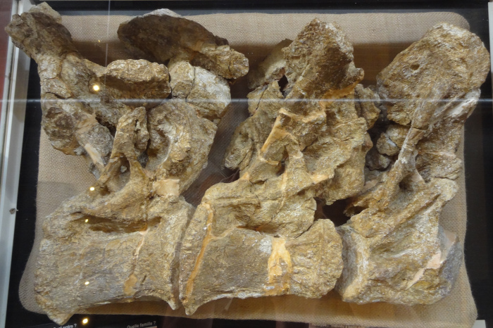 Holotype d'Ampelosaurus atacis