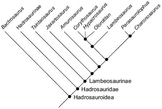 Cladogramme d'Amarosaurus