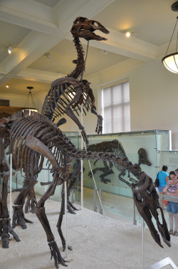 Anatotitan (AMNH)