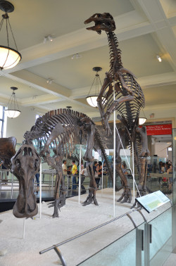 Anatotitan (AMNH)