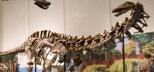 Apatosaurus louisae au Carnegie Museum