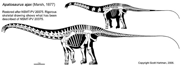 Apatosaurus ajax