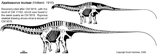 Apatosaurus louisae