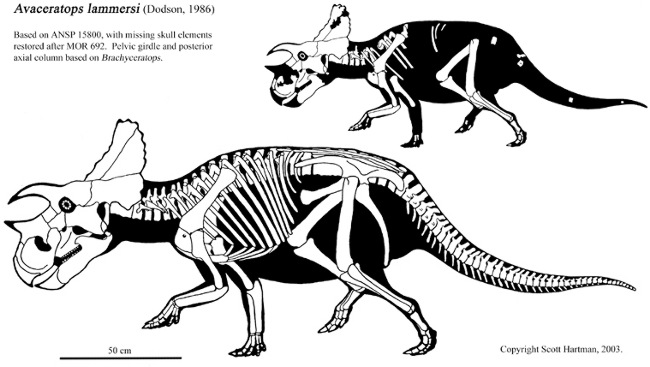 Avaceratops lammersi