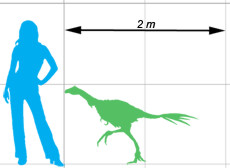 Taille compare d'Avimimus avec un humain