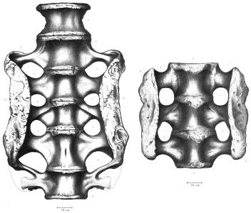 Sacrum d'Apatosaurus excelsus et A.ajax