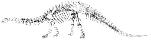 'Brontosaurus' excelsus