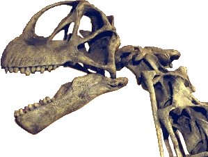 Le crne singulier du Camarasaurus