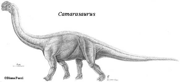 Camarasaurus