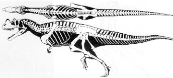 Anatomie du Cratosaurus: vue de profil et vue de dessus