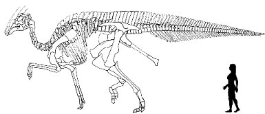 Le dinosaure lambosaurin Charonosaurus