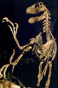 Mise en scne du squelette du Deinonychus