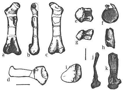 Elments de l'holotype Isanosaurus attavipachi