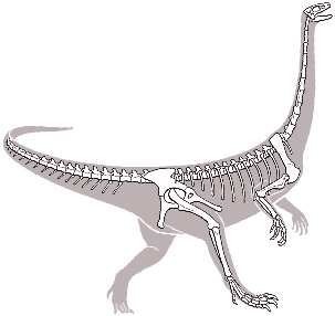 Squelette du Massospondylus