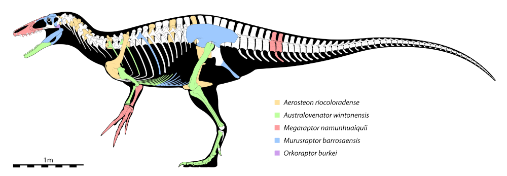 Megaraptor