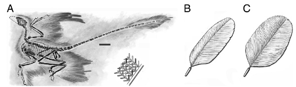 Les plumes de Microraptor