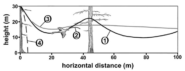 Modle biplan du Microraptor