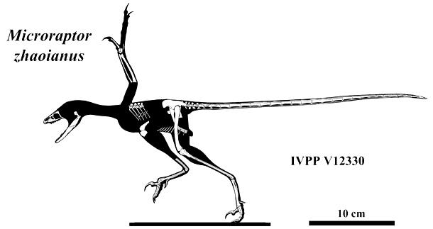 Squelette-type du Microraptor zhaoianus