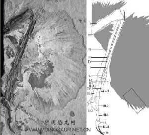 Pedopenna daohugouensis