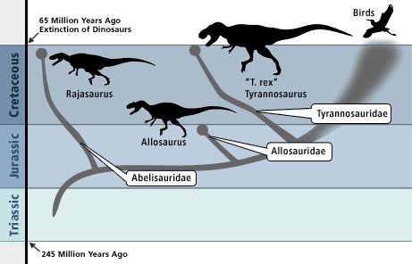 Position de Rajasaurus dans la gnalogie des dinosaures aux oiseaux