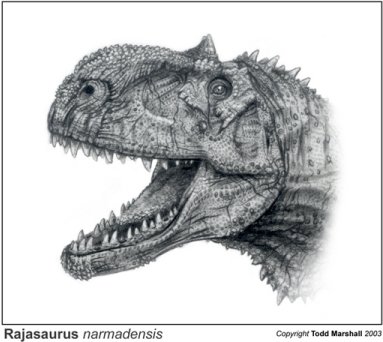 Reconstitution de la tte de Rajasaurus narmadensis