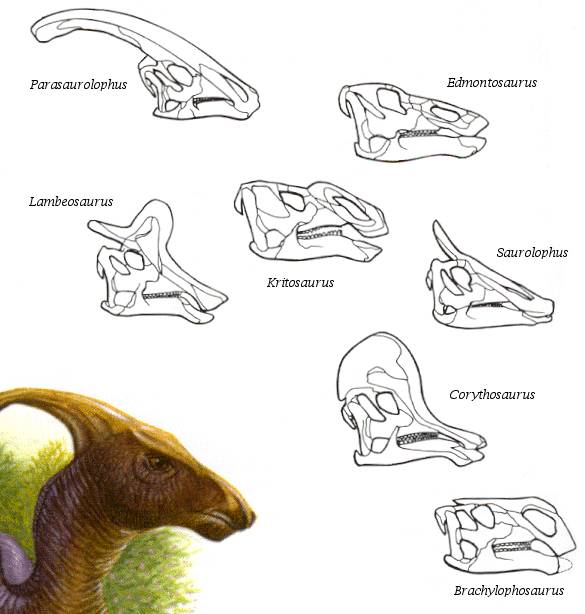 Comparaison crnes d'Hadrosaures