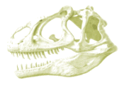 Crne du Tyrannosaurus