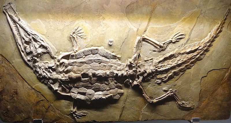 Crocodile fossile