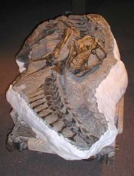 Un jeune dinosaure de 3 mtres de long