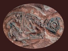 Embryon de Massospondylus