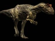 Allosaurus: le plus froce prdateur du Jurassique sup.