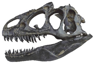 Le crne d'Allosaurus