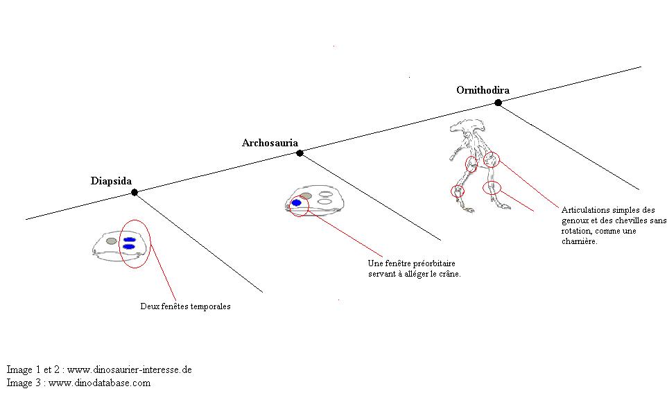 exemple d'un cladogramme simplifié