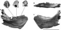 Unescoceratops koppelhusae, TMP 95.12.6 (holotype) dentaire gauche en vues médiale (A), dorsale (B) et latérale (C). Barre d’échelle 10 cm. D’après Ryan et al., 2012.