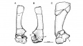 Zalmoxes robustus, scapula et coracoïde droit en vues médiale (A) et latérale (B) ; scapula gauche en vue latérale (C). D’après Weishampel et al., 2003.